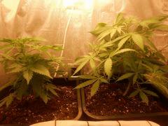 F 173