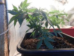 F 18 pali GH