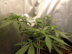 F25