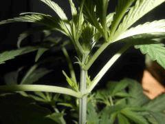 F14 premiers pistil