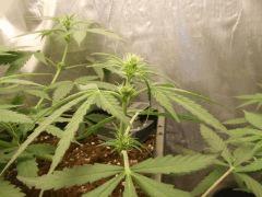 f252