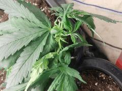 F75