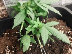 F63