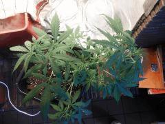F 18 pali DH