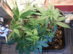F 18 pali G