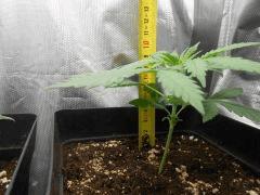 30avecpot