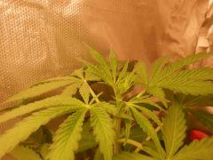 F15