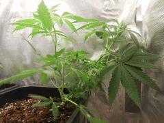 F 18 pali D