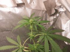 f255