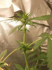 f253