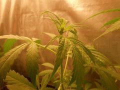 F 22 Sec D2