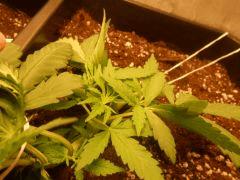 F55