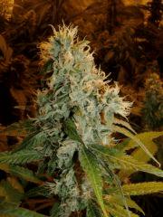 01. querkle'7 F+52
