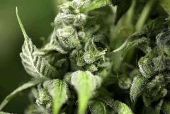 03. Q'5 F+71 Harvest day