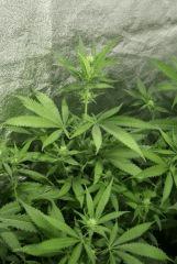 Querkle#5 F+14