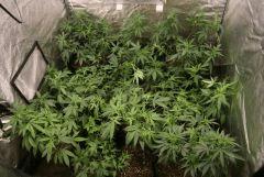 12 plants are hidden in this picture ^^