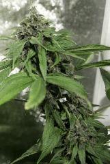 pck'7 f63