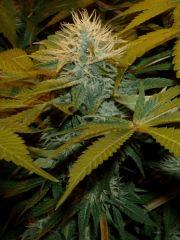 03.somango x chem#4 F+35