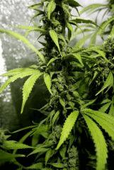 Querkle#5 F+63