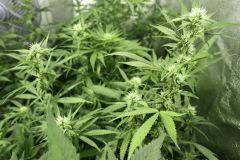 Querkle 7 F+23