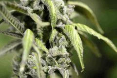 05. Q'5 F+71 Harvest day