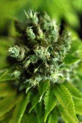 04. Somango x Chem#4 F+77