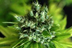 02. Somango x Chem#4 F+77
