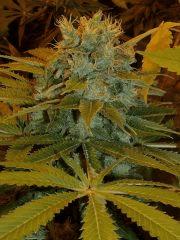 01.Somango x Chem#4 F+50