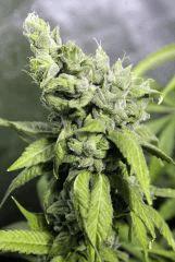 Querkle'5 F63