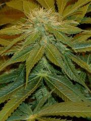 03.Somango x Chem#4 F+30 test-line philosopher seeds