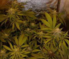 querkle f+35