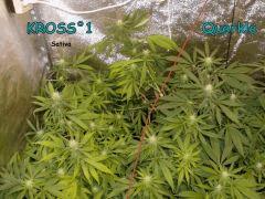 kross perso + querkle F+21