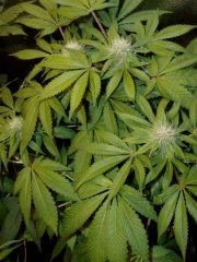 01.Somango x Chem#4 F+30 test-line philosopher seeds