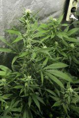 Querkle 5 F+23