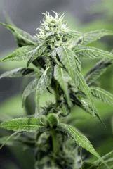 01. Querkle'5 F+29