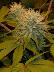 04.somango x chem#4 F+35