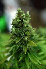 Agent orange F+77 pheno indica