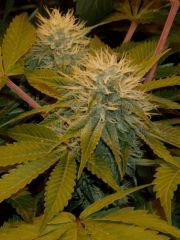 06.somango x chem#4 F+35