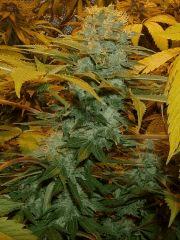 02.Somango x Chem#4 F+50