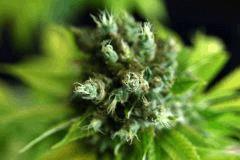 01. Somango x Chem#4 F+77