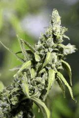 01. Q'5 F+71 Harvest day