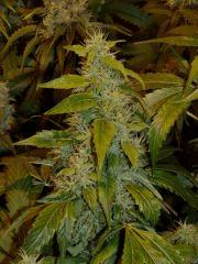 01. Cheeze Hack F+52