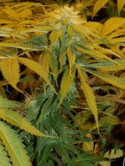 02.Somango x Chem#4 F+30 test-line philosopher seeds
