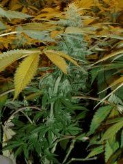 02.somango x chem#4 F+35