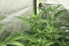 Agent Orange #2 F+14