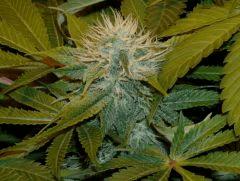 05.somango x chem#4 F+35