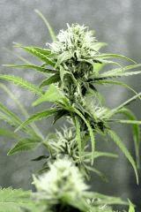 Querkle'7 F+29
