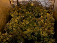 F+50