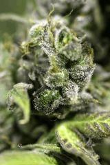 02. Q'5 F+71 Harvest day
