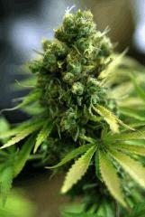 Agent Orange F+77